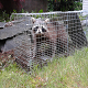 wildlife